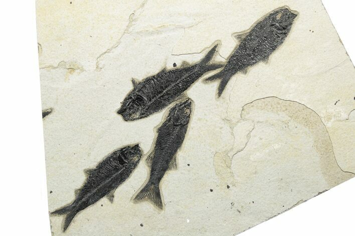 Multiple Fossil Fish (Mioplosus & Knightia) Plate - Wyoming #233918